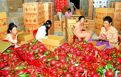 Blue dragon fruit being packed for export in Binh Thuan Province (Illustrative photo: SGGP)